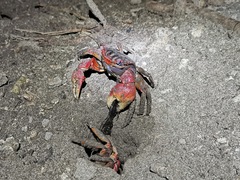 Neosarmatium meinerti
