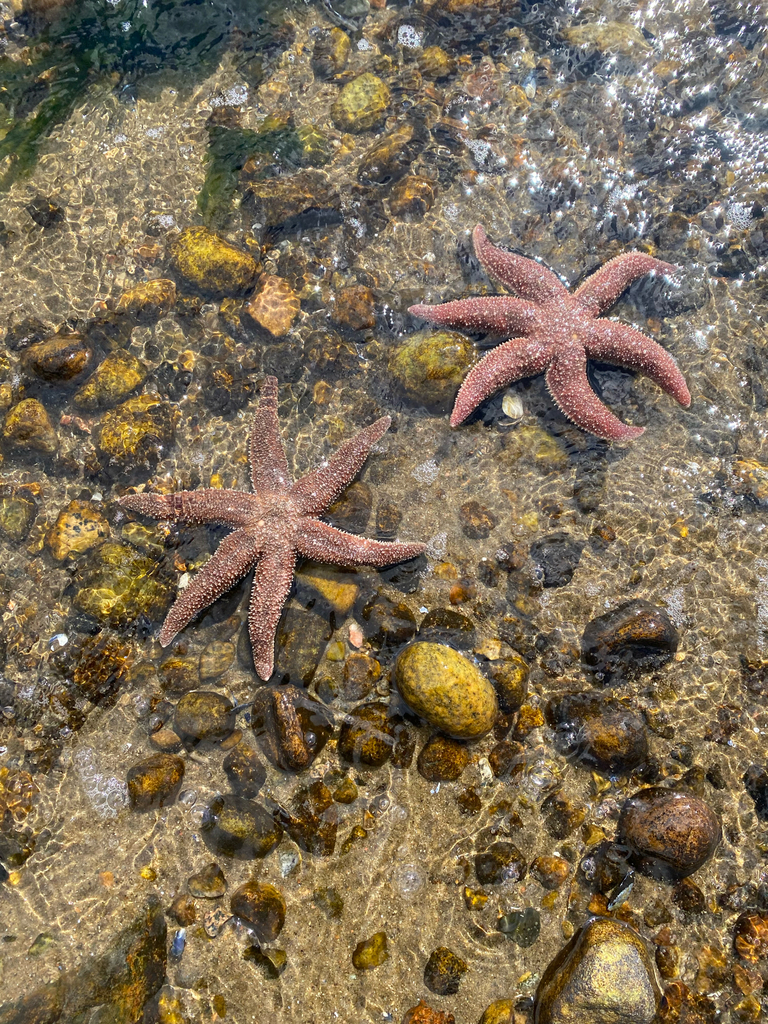 Polar Six-rayed Star from Saguenay-St. Lawrence, CA-QC-HC, CA-QC, CA on ...