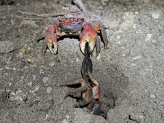 Neosarmatium meinerti