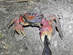 Neosarmatium meinerti