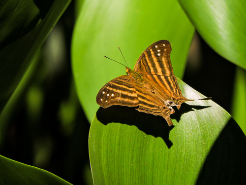 Many-banded Daggerwing