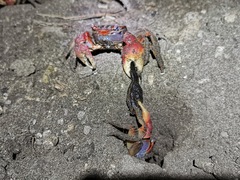 Neosarmatium meinerti