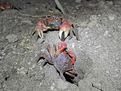 Neosarmatium meinerti
