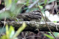 Chordeiles acutipennis