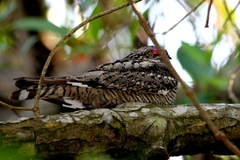 Chordeiles acutipennis