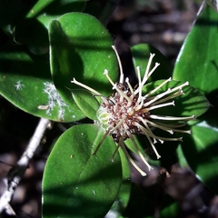 Archidasyphyllum diacanthoides