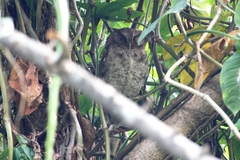 Megascops guatemalae