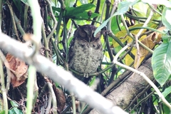 Megascops guatemalae