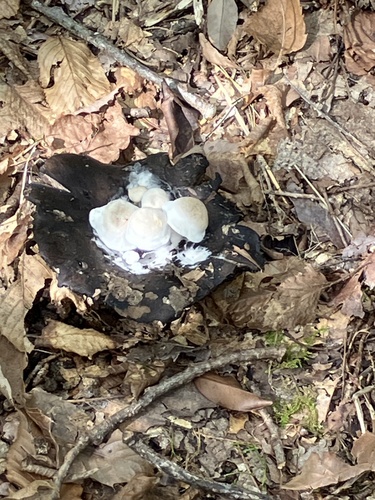 Asterophora lycoperdoides