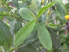 Sesbania