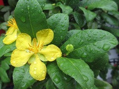 Ochna serrulata