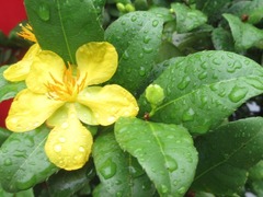 Ochna serrulata