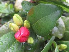 Ochna serrulata