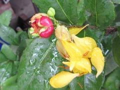 Ochna serrulata