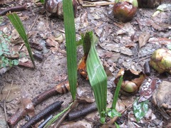 Arecaceae