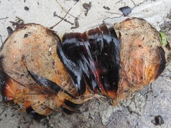 Arecaceae