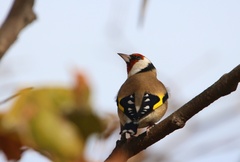 Carduelis carduelis