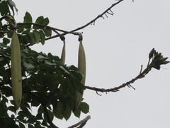 Oroxylum indicum