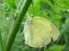 Eurema