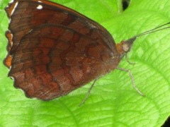 Ariadne ariadne