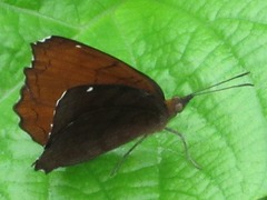 Ariadne ariadne