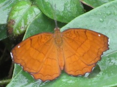 Ariadne ariadne