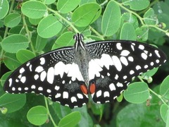 Papilio demoleus