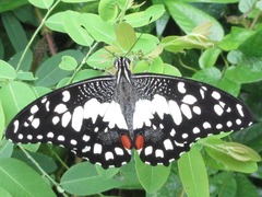 Papilio demoleus