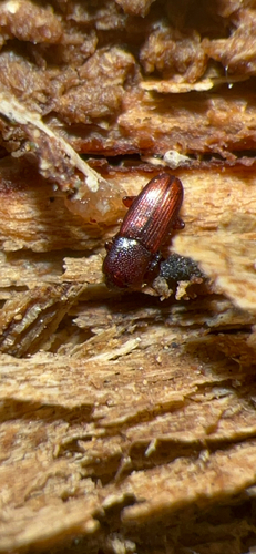 Cerylon unicolor photo 5