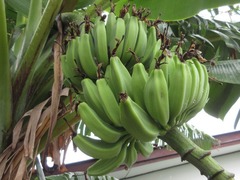 Musa