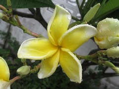Plumeria
