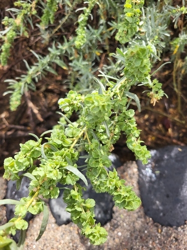 iNaturalist observation 2025-09-26