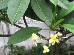 Plumeria