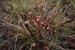 Sarracenia rubra