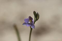 Thelymitra tholiformis