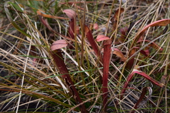Sarracenia rubra