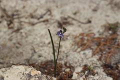 Thelymitra tholiformis