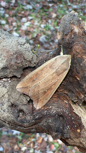 Armyworm Moth photo 5