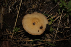 Candolleomyces candolleanus