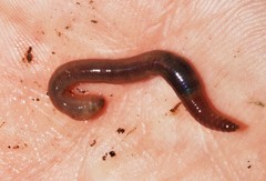 Octodrilus complanatus