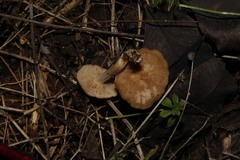 Agaricales