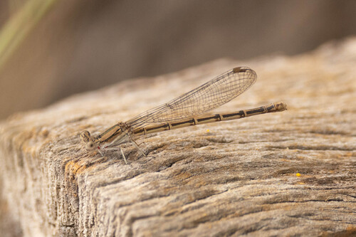 Variable Dancer, Gillespie County, TX, USA, photo 7 of 10