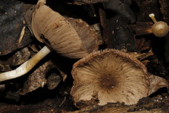 Coprinopsis melanthina