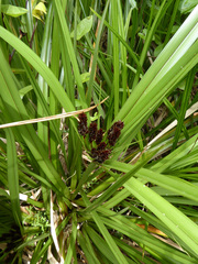 Cyperus ustulatus