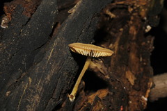 Agaricales