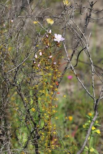 Drosera indumenta