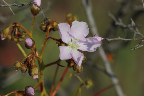 Drosera indumenta