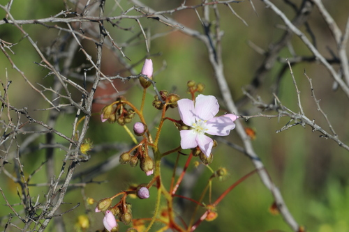 Drosera indumenta