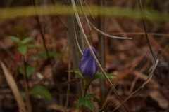Gentiana catesbaei