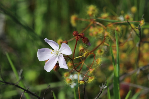 Drosera indumenta